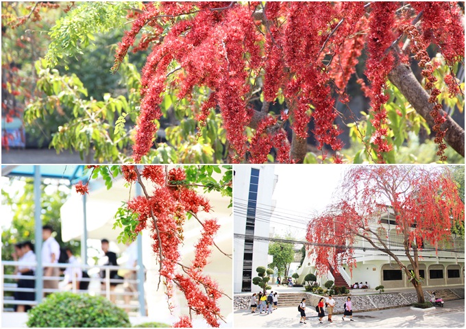 pradoodang tree